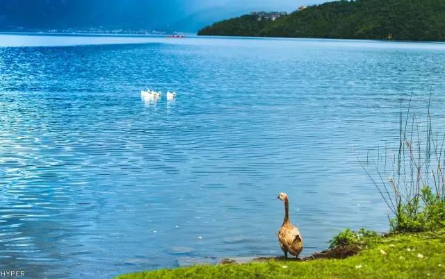 Lugu Lake in July, you can be so beautiful!