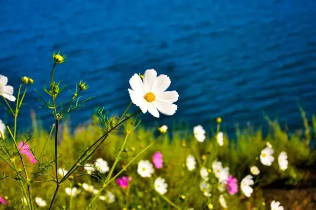 Lugu Lake in July, you can be so beautiful!