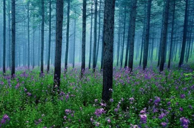 The most American road in Hebei! The world-class landscape corridor is waiting for you