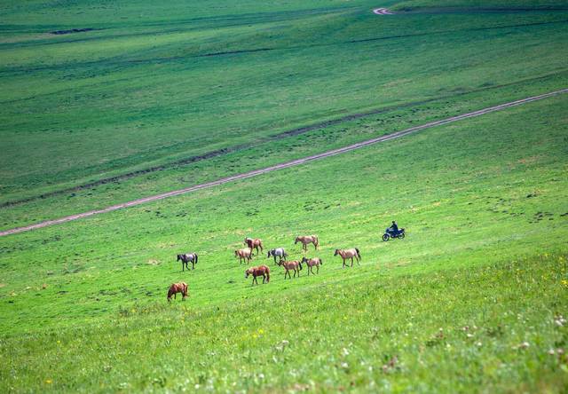 The most American road in Hebei! The world-class landscape corridor is waiting for you