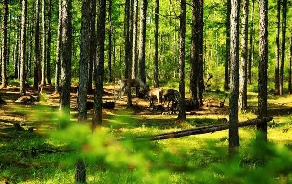 The most American road in Hebei! The world-class landscape corridor is waiting for you