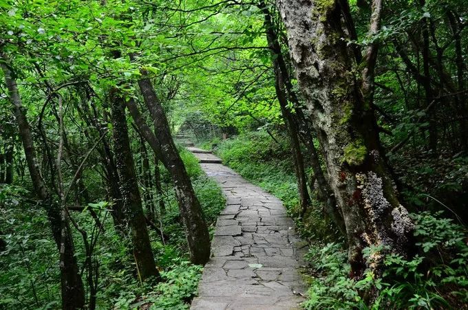 In summer, how can you not go to Zhangjiajie once?