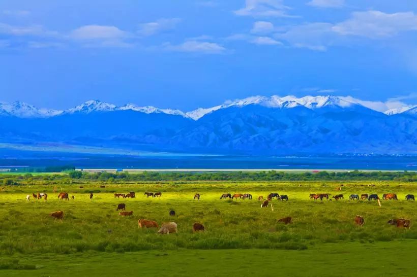 This is only once a year, don't miss the beauty of Zhaosu in July!