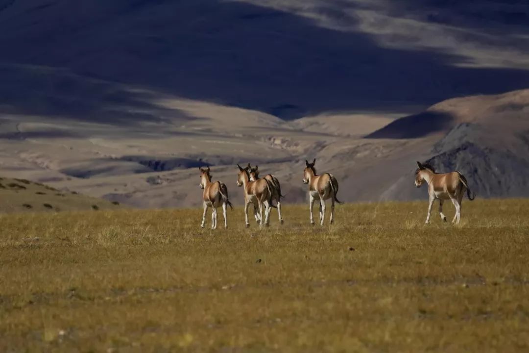 Tibet, you can go 100 times!