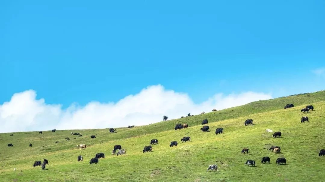 Crossing four provinces and passing hundreds of scenic spots, this stunning National Highway 213, you can enjoy the beauty of half of China once you go there