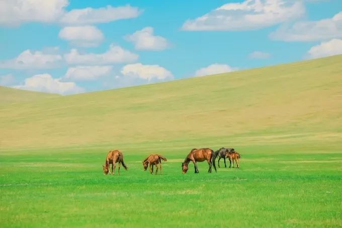 In August, how can you not go to Hulunbuir once?