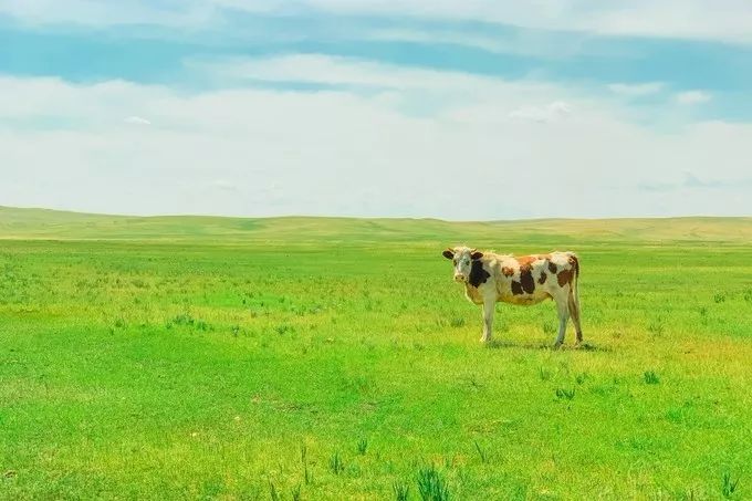 In August, how can you not go to Hulunbuir once?