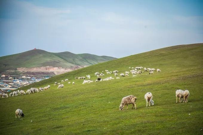 In August, how can you not go to Hulunbuir once?