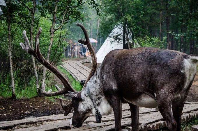 In August, how can you not go to Hulunbuir once?