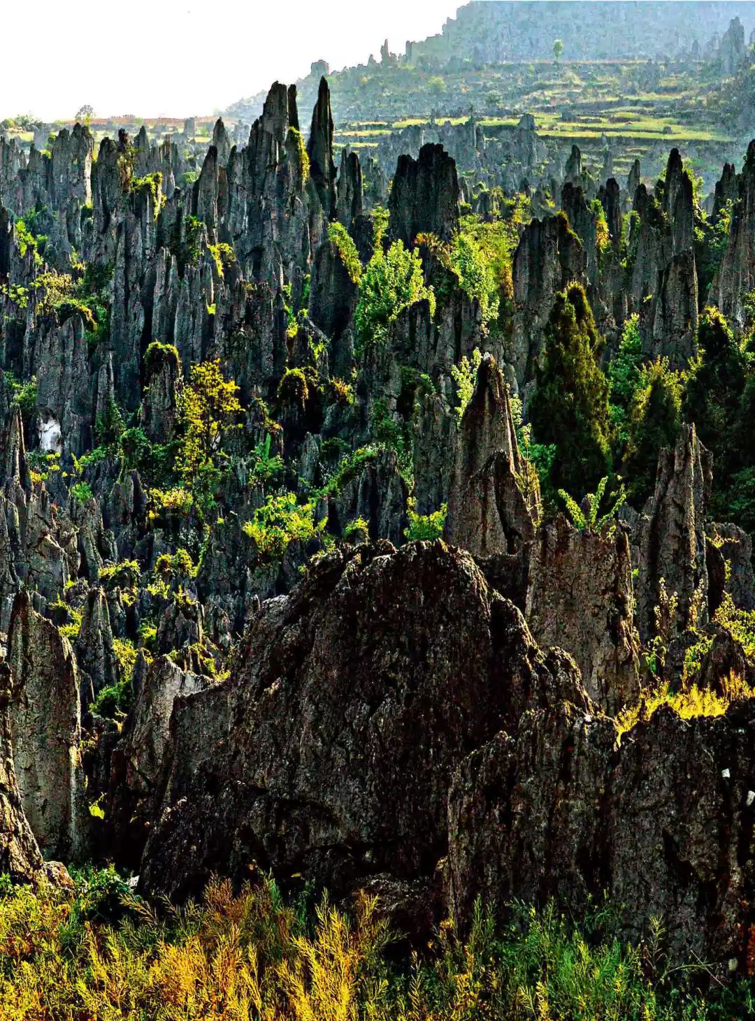 Geography丨Niddang Stone Forest in Southwest Guizhou: The Essence of Ancient Geological Movements