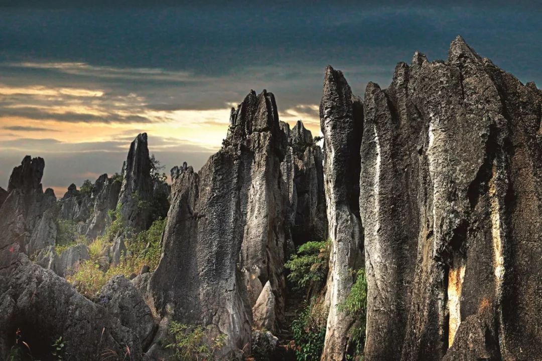 Geography丨Niddang Stone Forest in Southwest Guizhou: The Essence of Ancient Geological Movements