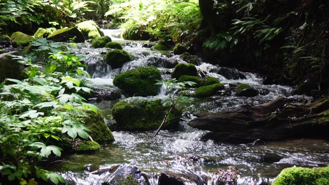 The best summer secret place in Japan, you must go there before the crowds occupy it!