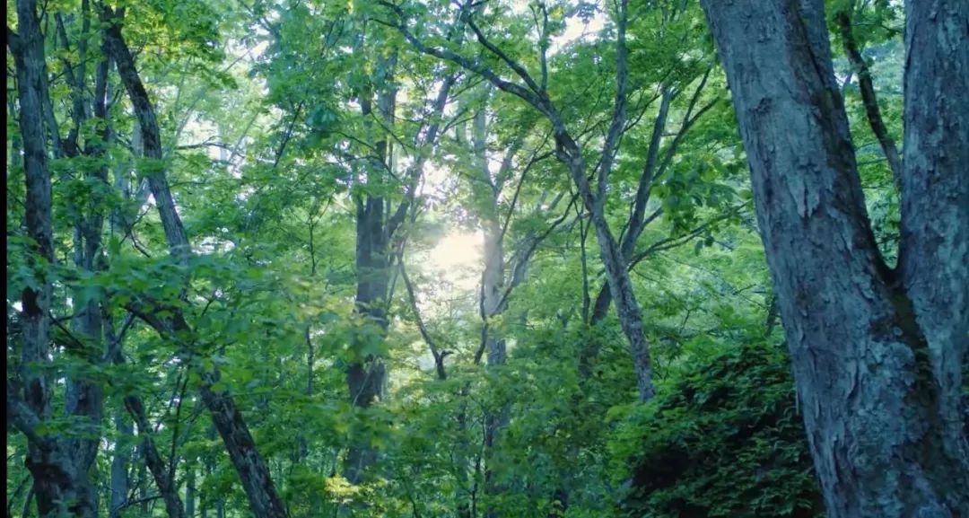 The best summer secret place in Japan, you must go there before the crowds occupy it!