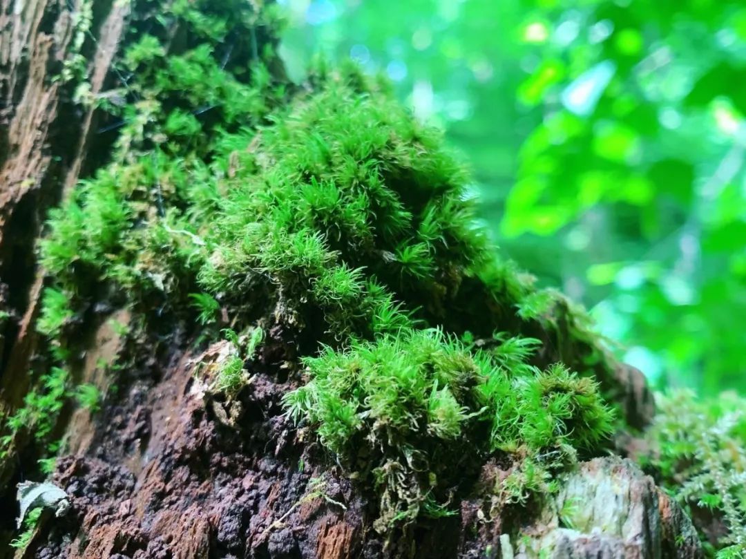 The best summer secret place in Japan, you must go there before the crowds occupy it!