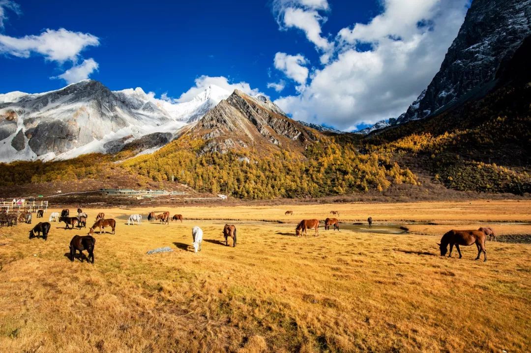 I will not go to work in September, so I will ask for leave to go to Daocheng