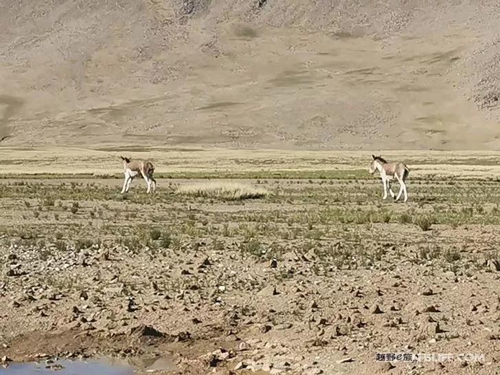 D-MAX self-driving Tibet through Bingchacha across the Ali line