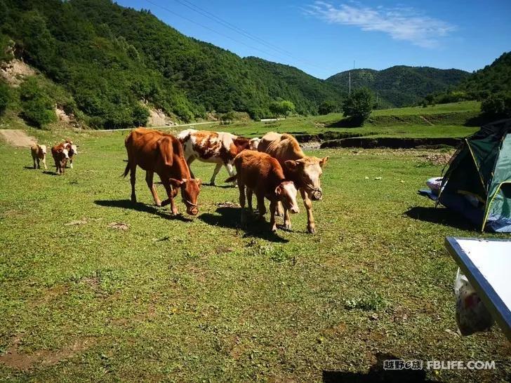 Documentary of the second parent-child camping activity of Pazhong Club members