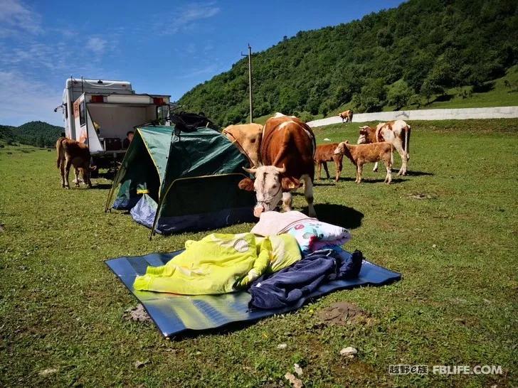 Documentary of the second parent-child camping activity of Pazhong Club members