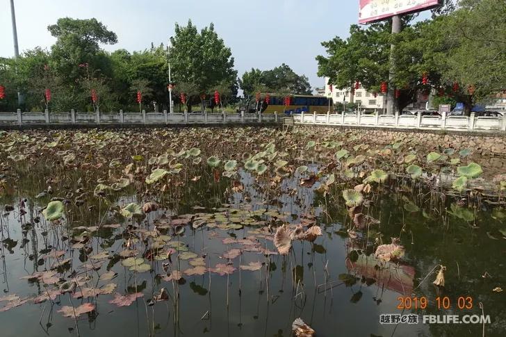 National Day Golden Week Slow Tour Daqing sugar tourists