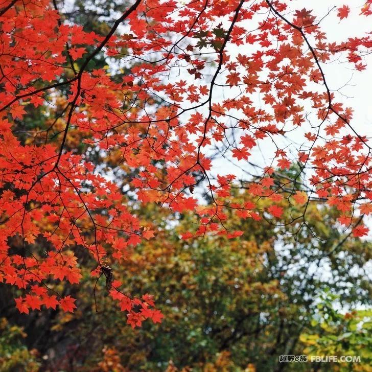 Documentary of Chaihe, Aershan, Erguna Wetland and Benxi Guanmen Mountain on National Day