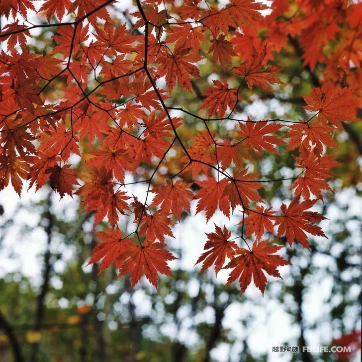 Documentary of Chaihe, Aershan, Erguna Wetland and Benxi Guanmen Mountain on National Day