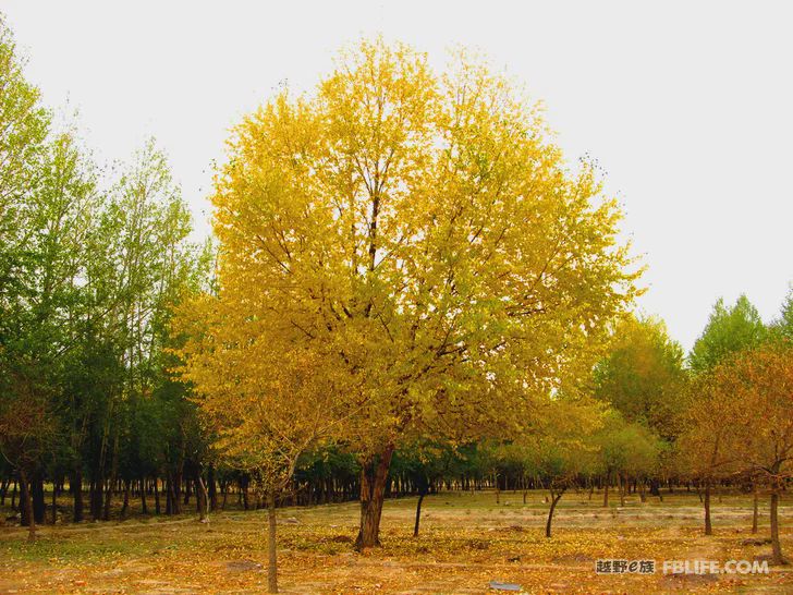 Blue sky, white clouds, clear water, vast Gobi, a bright pearl, dreamy golden world, Delingha