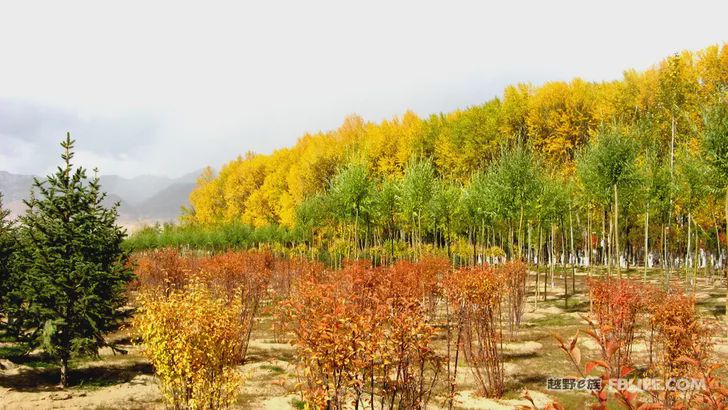 Blue sky, white clouds, clear water, vast Gobi, a bright pearl, dreamy golden world, Delingha