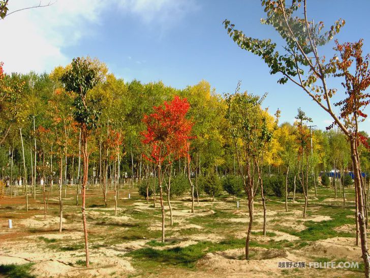 Blue sky, white clouds, clear water, vast Gobi, a bright pearl, dreamy golden world, Delingha