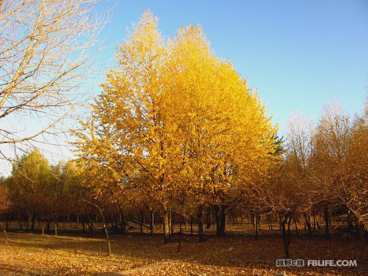 Blue sky, white clouds, clear water, vast Gobi, a bright pearl, dreamy golden world, Delingha