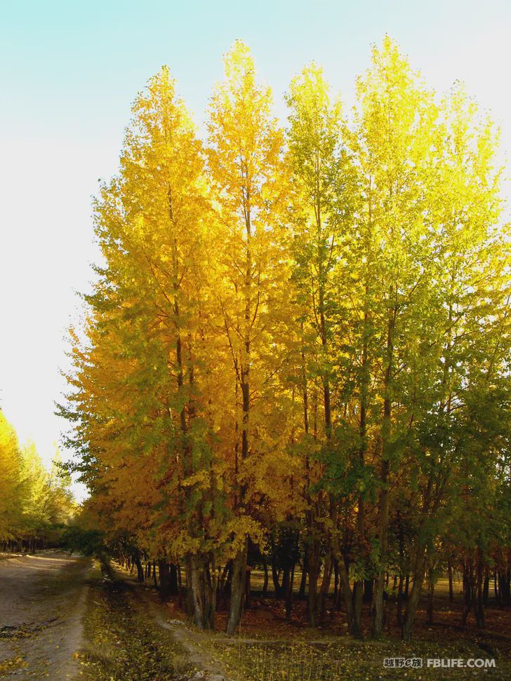 Blue sky, white clouds, clear water, vast Gobi, a bright pearl, dreamy golden world, Delingha