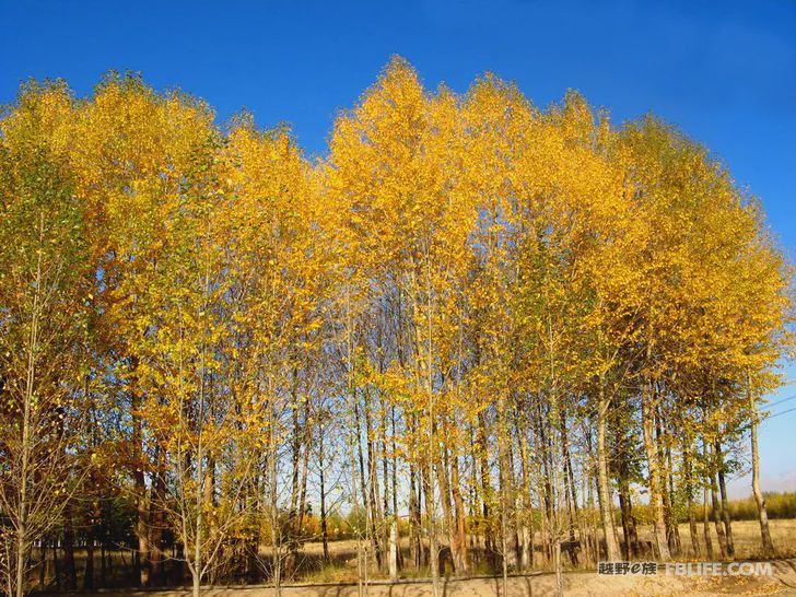 Blue sky, white clouds, clear water, vast Gobi, a bright pearl, dreamy golden world, Delingha