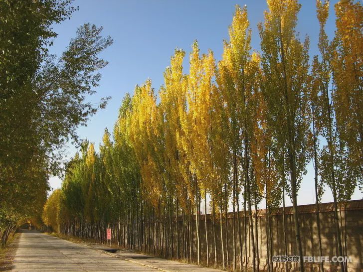 Blue sky, white clouds, clear water, vast Gobi, a bright pearl, dreamy golden world, Delingha