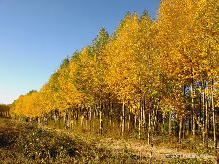 Blue sky, white clouds, clear water, vast Gobi, a bright pearl, dreamy golden world, Delingha