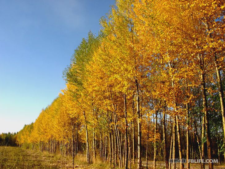 Blue sky, white clouds, clear water, vast Gobi, a bright pearl, dreamy golden world, Delingha