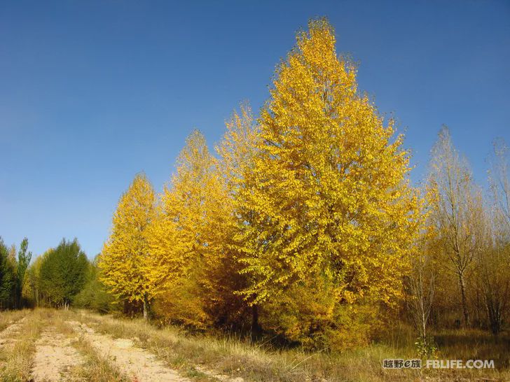 Blue sky, white clouds, clear water, vast Gobi, a bright pearl, dreamy golden world, Delingha