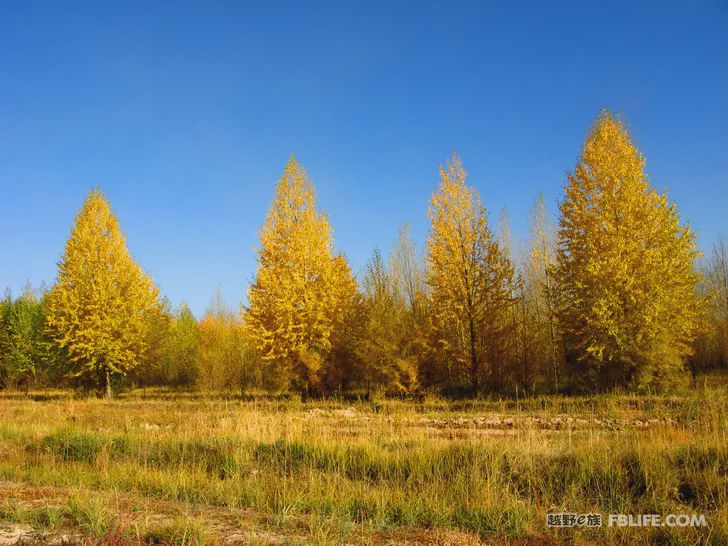 Blue sky, white clouds, clear water, vast Gobi, a bright pearl, dreamy golden world, Delingha