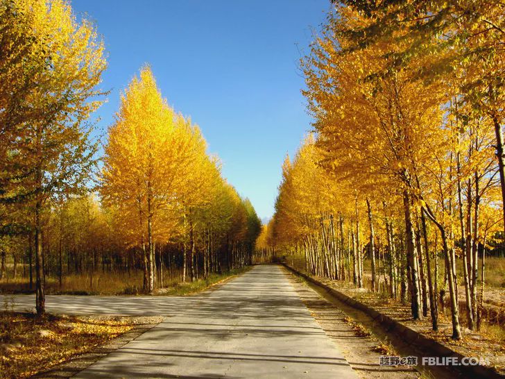 Blue sky, white clouds, clear water, vast Gobi, a bright pearl, dreamy golden world, Delingha