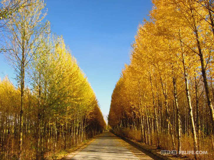 Blue sky, white clouds, clear water, vast Gobi, a bright pearl, dreamy golden world, Delingha