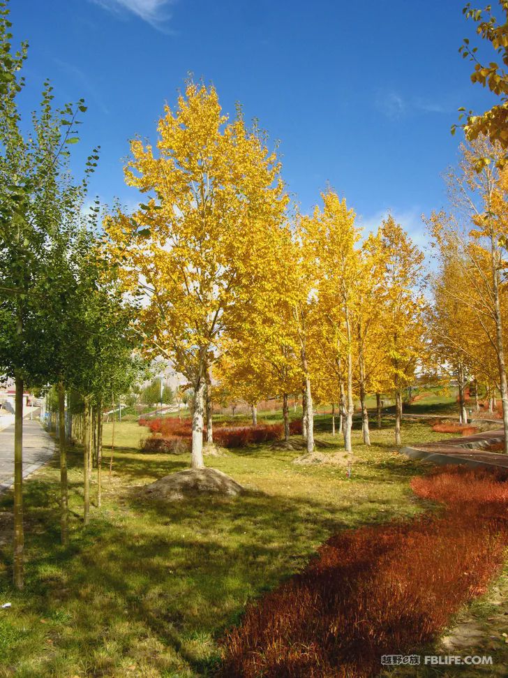 Blue sky, white clouds, clear water, vast Gobi, a bright pearl, dreamy golden world, Delingha