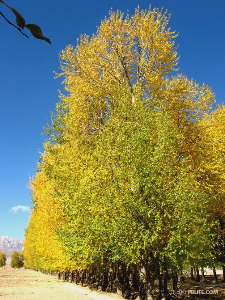 Blue sky, white clouds, clear water, vast Gobi, a bright pearl, dreamy golden world, Delingha