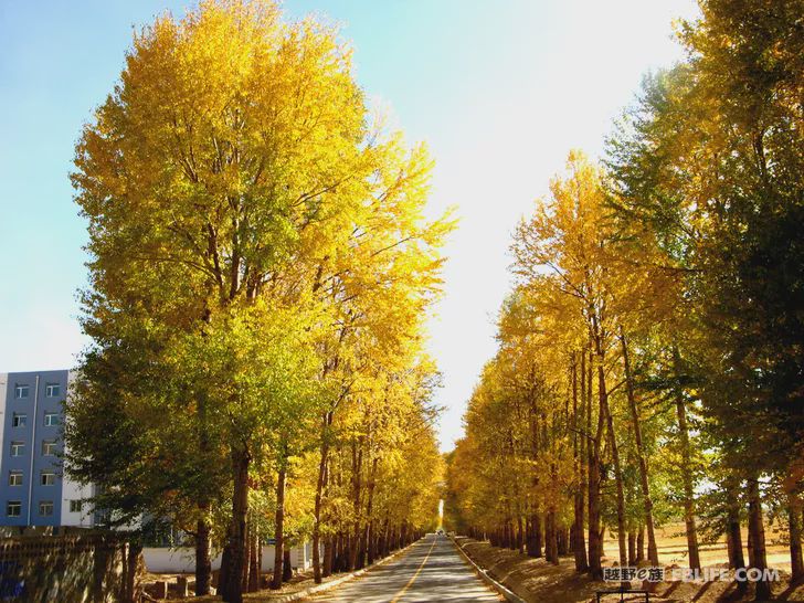 Blue sky, white clouds, clear water, vast Gobi, a bright pearl, dreamy golden world, Delingha