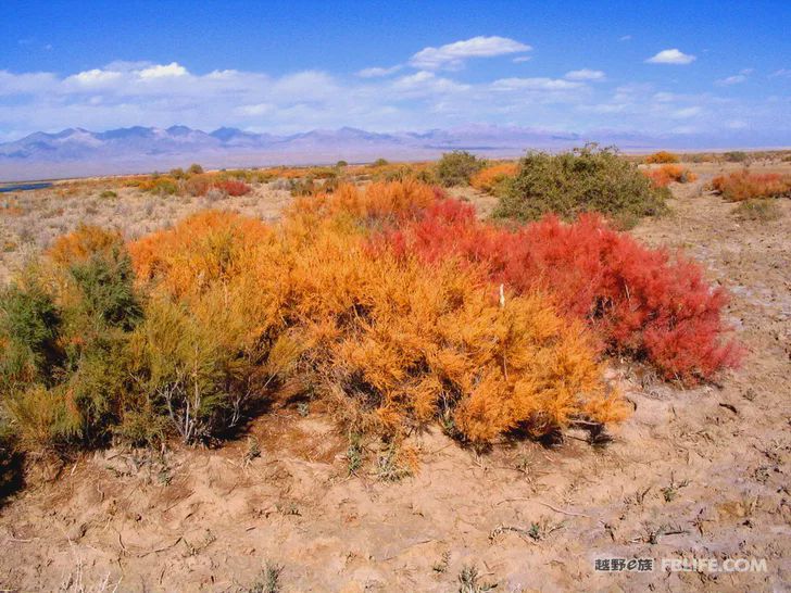 Blue sky, white clouds, clear water, vast Gobi, a bright pearl, dreamy golden world, Delingha