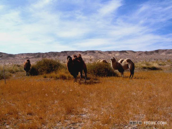 Blue sky, white clouds, clear water, vast Gobi, a bright pearl, dreamy golden world, Delingha