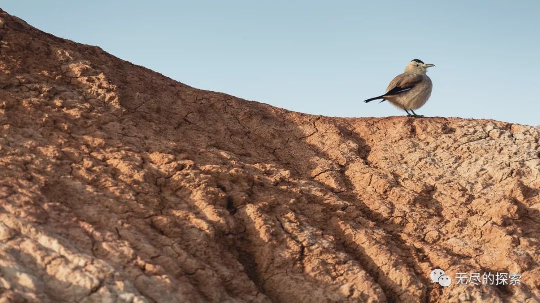 2019 National Geographic Expedition Season 4 Hot Springs Mustang Beaver Mine Canyon