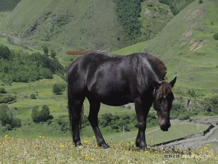 A person's travel 2019 bicycle Tibet Qinghai Gansu ten thousand miles