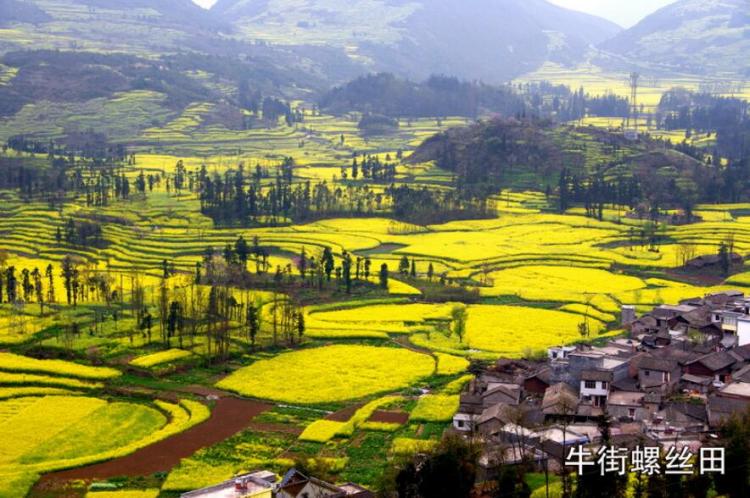 Go to Luoping, Yunnan to see rapeseed flowers and experience the unique customs of ethnic minorities