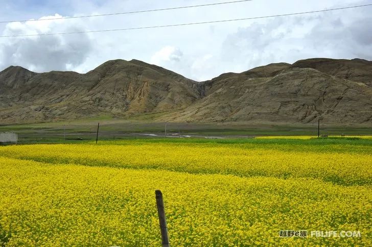 An unexpected harvest, the scenery of Ali in Tibet!