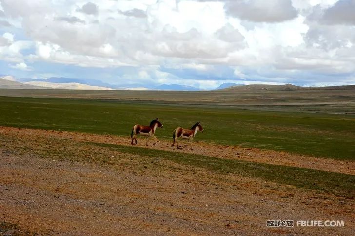 An unexpected harvest, the scenery of Ali in Tibet!