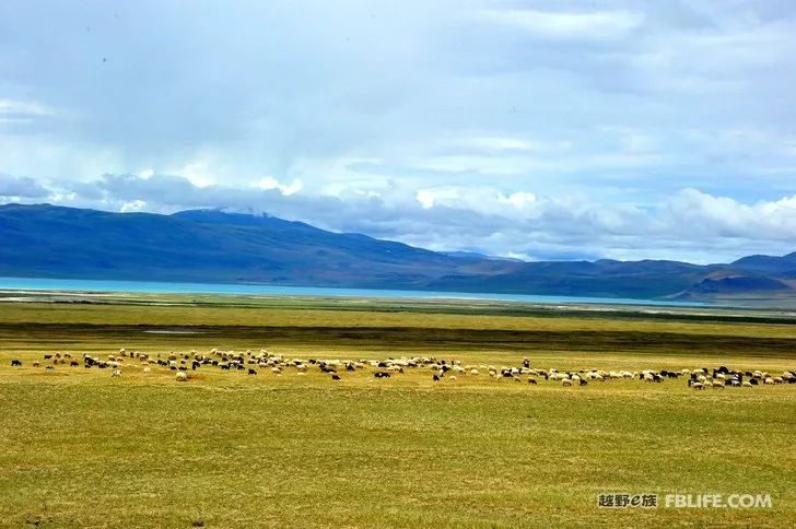 An unexpected harvest, the scenery of Ali in Tibet!