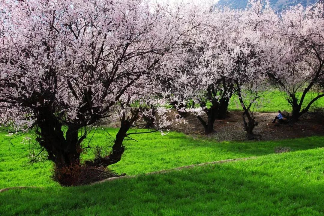 Tibet is so beautiful in April, I want to ask for leave to see the snow-covered peach blossoms!